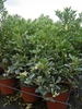 Pittosporum tobira 'Variegata'