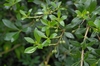 Pittosporum heterophyllum