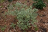 Pittosporum heterophyllum Marginata fm 052209 SFA TX