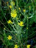 Narrow-leaf Silkgrass