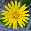 Narrow-leaf Silkgrass