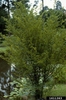 Form