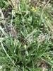Plantago lanceolata