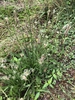 Plantago lanceolata