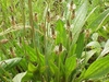 Plantago lanceolata