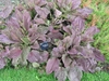 Garden planting of rosettes with broad, reddish leaves