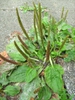 Plantago major