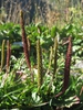 Plantago major