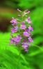Purple Fringe Orchid