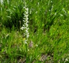 White Bog Ochid form