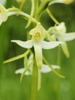 P. bifolia flower
