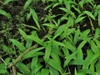 Form of var. flava