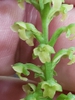 Close up of flower of var. flava
