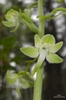 Close up of flower
