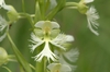 White Fringe Orchid flower