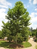 Platanus x acerfolia
