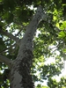 Platanus x acerfolia