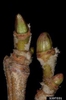 Platanus occidentalis, American Sycamore buds