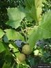 Platanus occidentalis, American Sycamore leaves and fruit