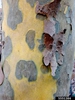 Platanus occidentalis, American Sycamore bark