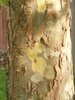 Bark