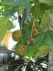 Platanus x acerfolia