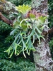 Platycerium bifurcatum