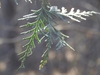 Platycladus orientalis	