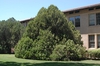 Platycladus orientalis