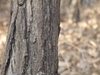 Platycladus orientalis	