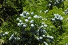 Platycladus orientalis