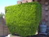 Platycladus orientalis