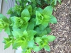 emerging plant, spring, Durham County, NC