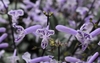 Plectranthus 'Mona Lavender' purple and white spur flower