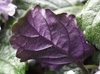 Leaf undersides are purple top side glossy green.