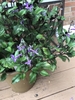 Form in a Pot