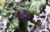 Plectranthus 'Mona Lavender'  leaves with purple undersides.