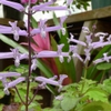 Flowers and stem