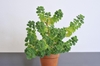 Growing in a pot