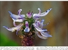 Purplish trumpet-shaped flowers