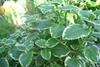 Green leaves with white margins