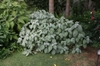 Form