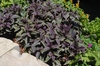 Plectranthus argentus