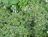mounding plant with small leaves bordered in white.