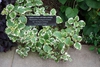 Form