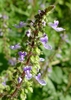 Plectranthus parviflorus