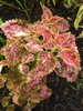 Plectranthus scutellarioides 'Pinata' summer