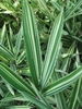 Variegated leaves