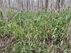 Form