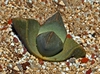 Form in ground